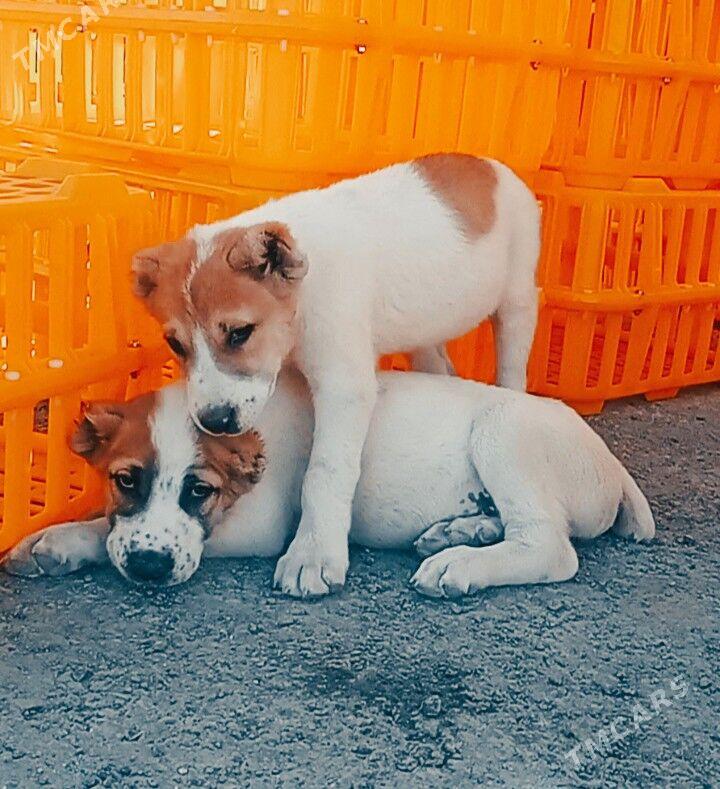 alawaŷ - Aşgabat - img 3