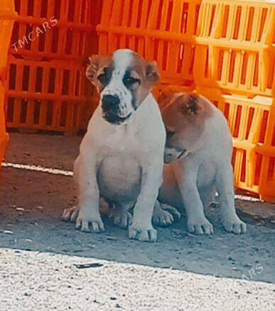 alawaŷ - Aşgabat - img 2