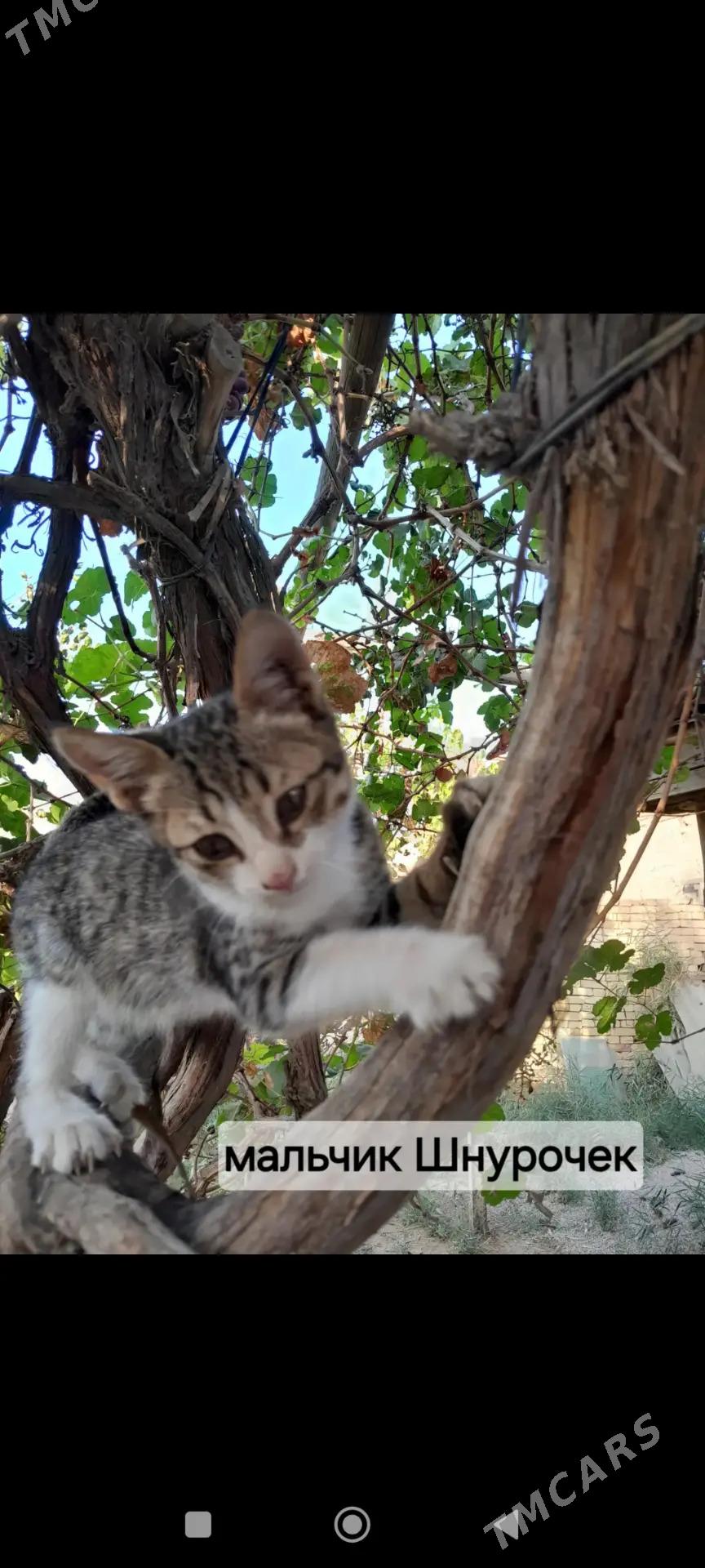 Котята - Мары - img 2