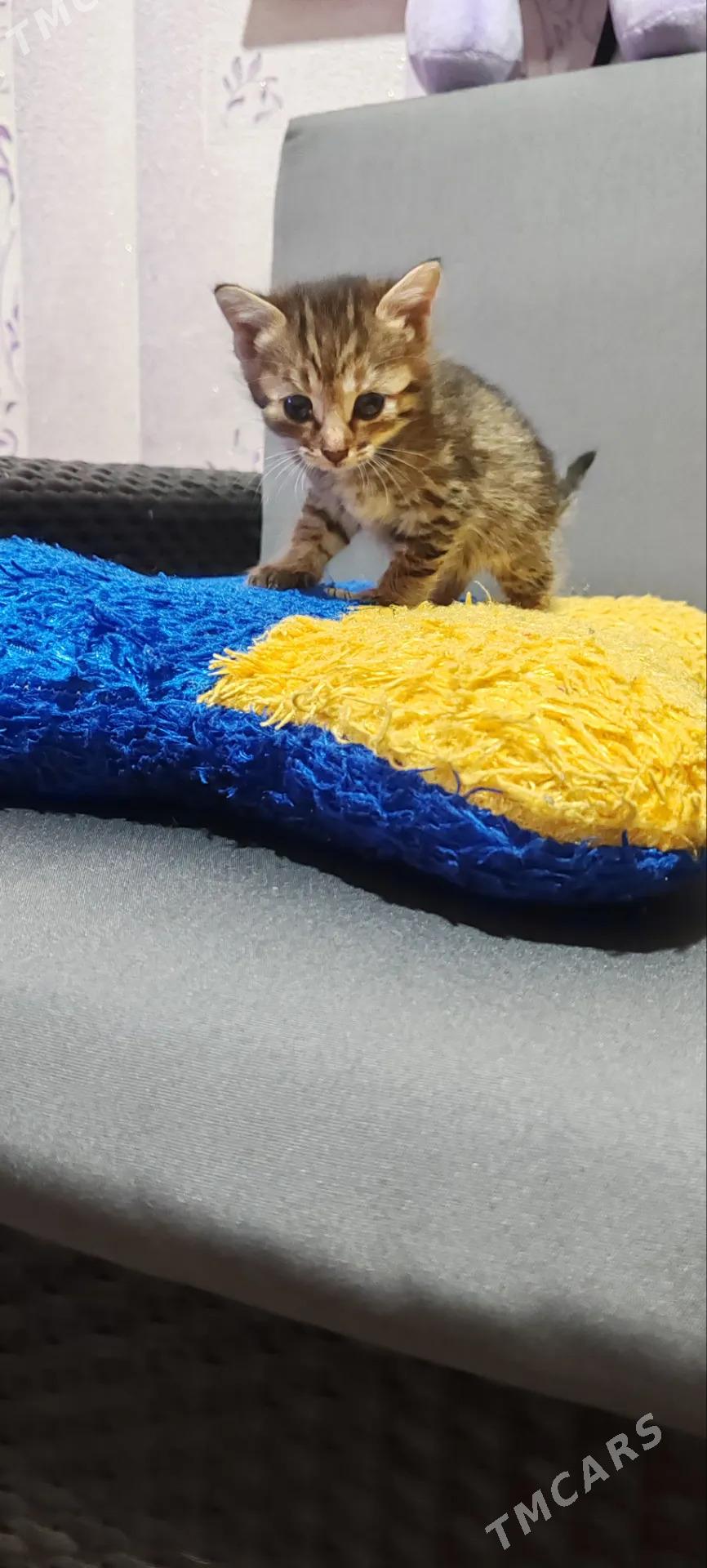 Котята - Мары - img 7