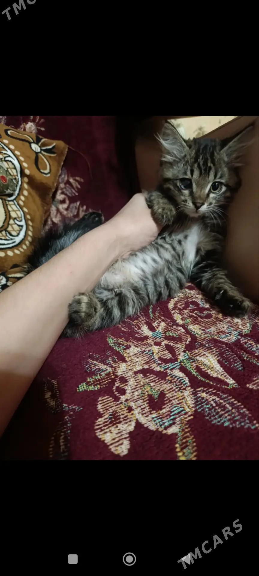 Котята - Мары - img 8