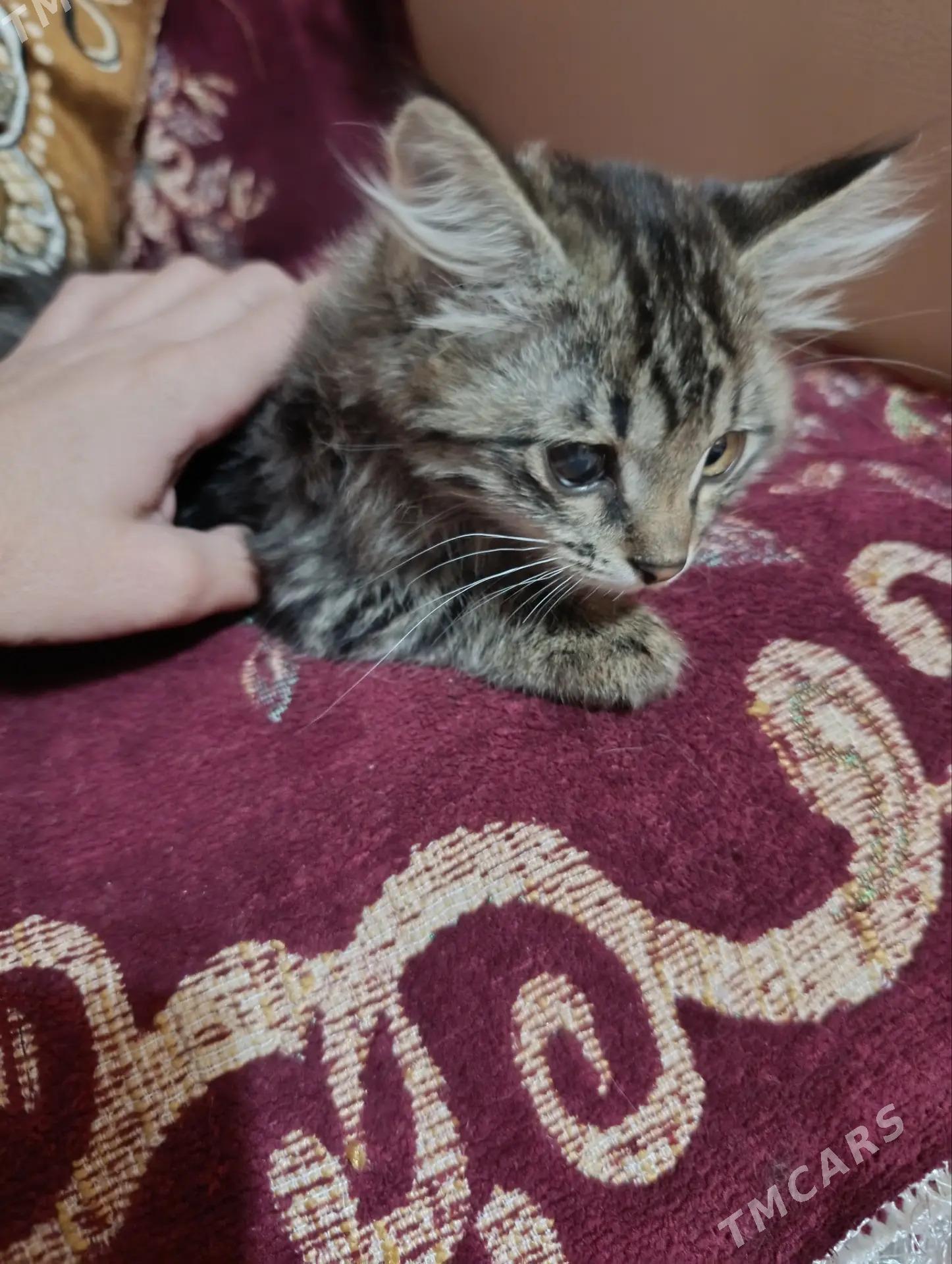 Котята - Мары - img 6