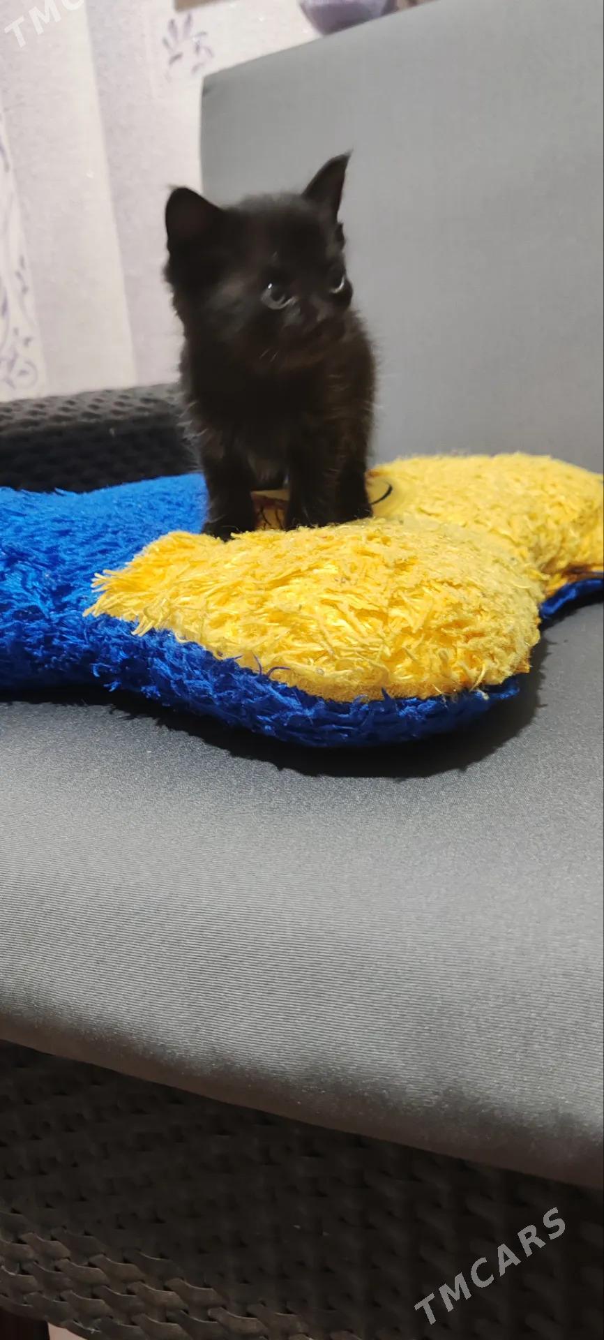 Котята - Мары - img 4