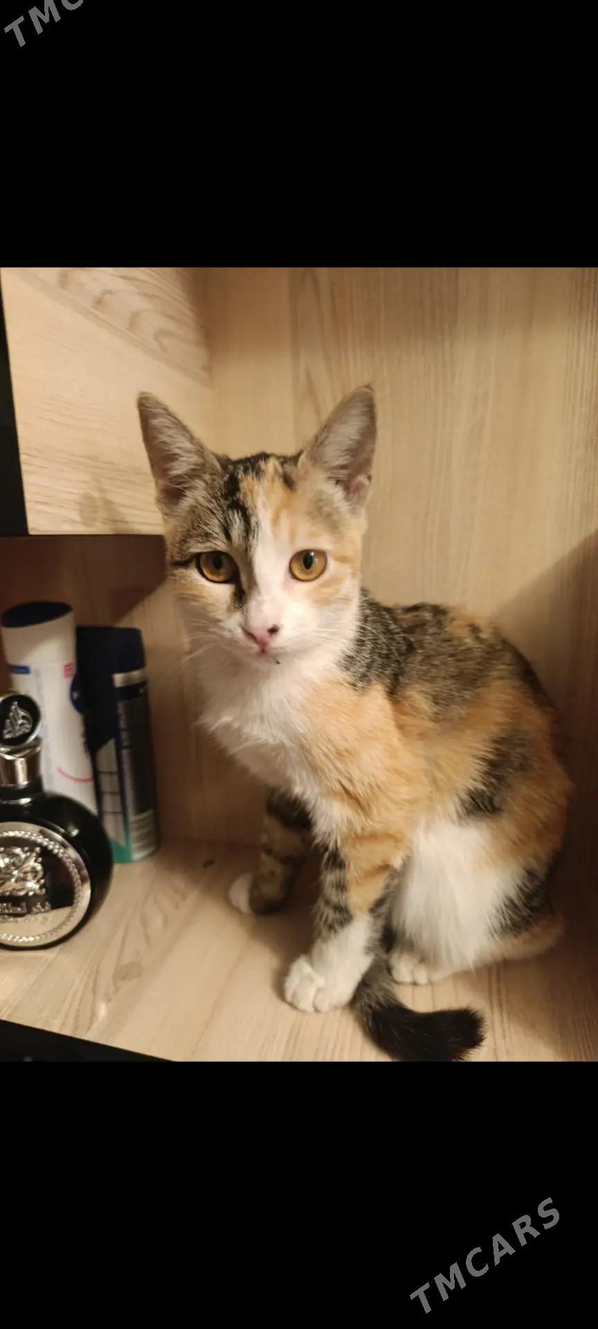 Котята - Мары - img 5