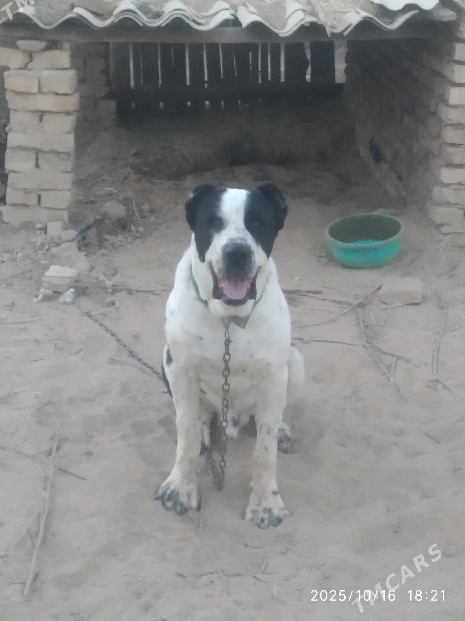 karol - Babadaýhan - img 2