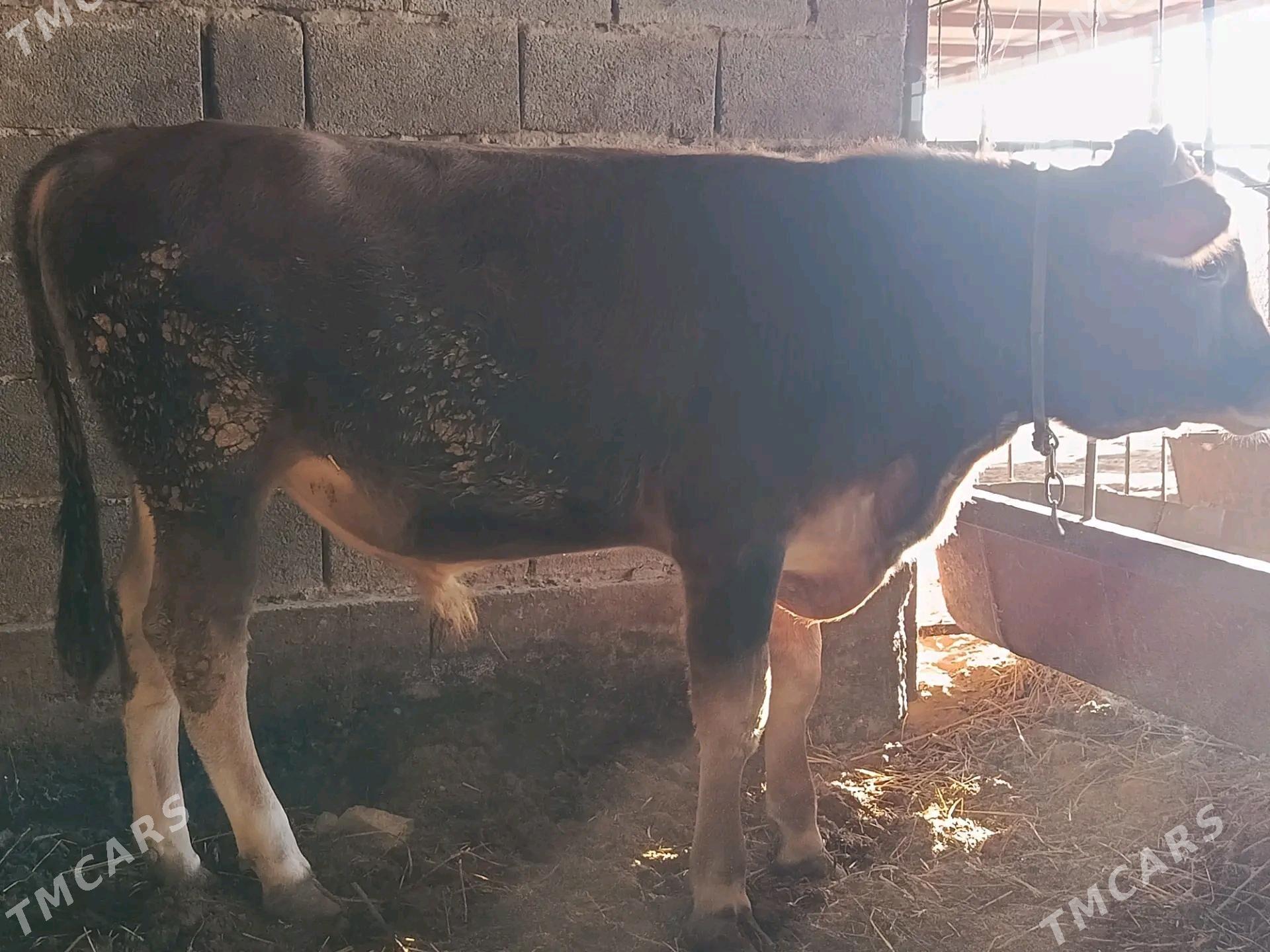 Okuz - Ýaşlyk - img 3