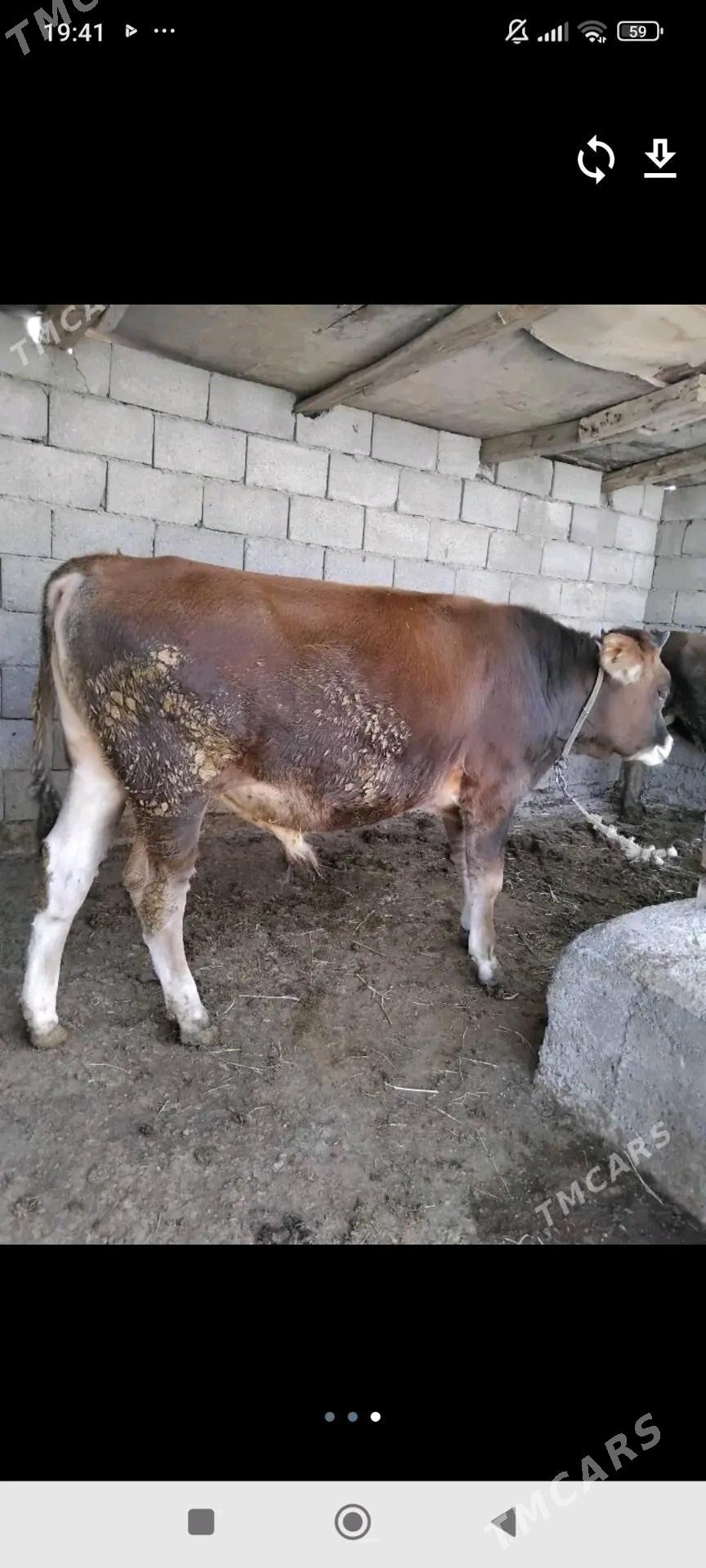 Okuz - Ýaşlyk - img 2