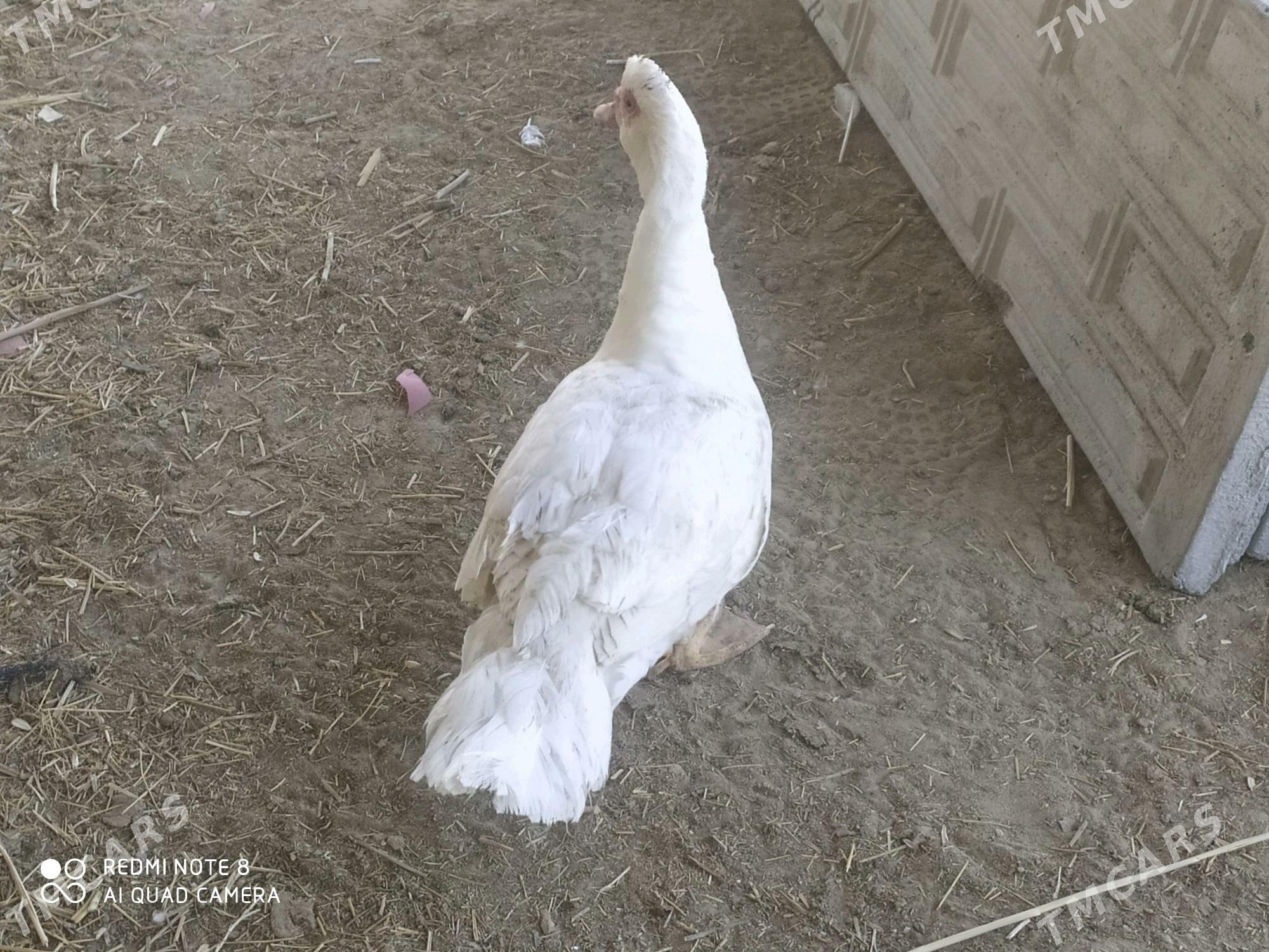 indautga horaz - Baýramaly - img 3