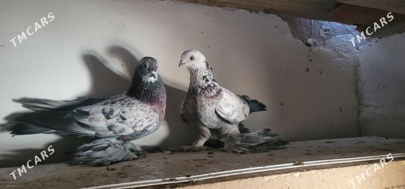 kepderi - Кёнеургенч - img 2