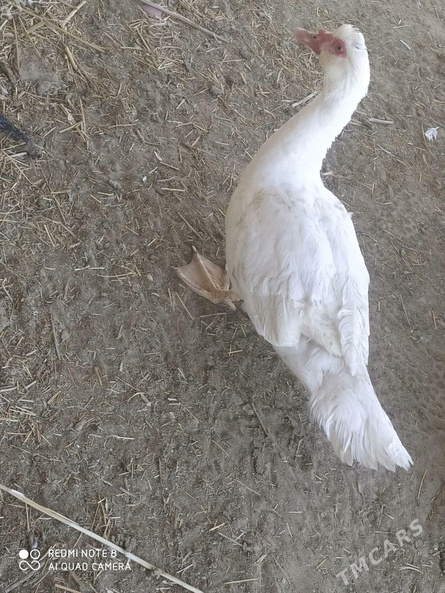 indautga horaz - Baýramaly - img 2