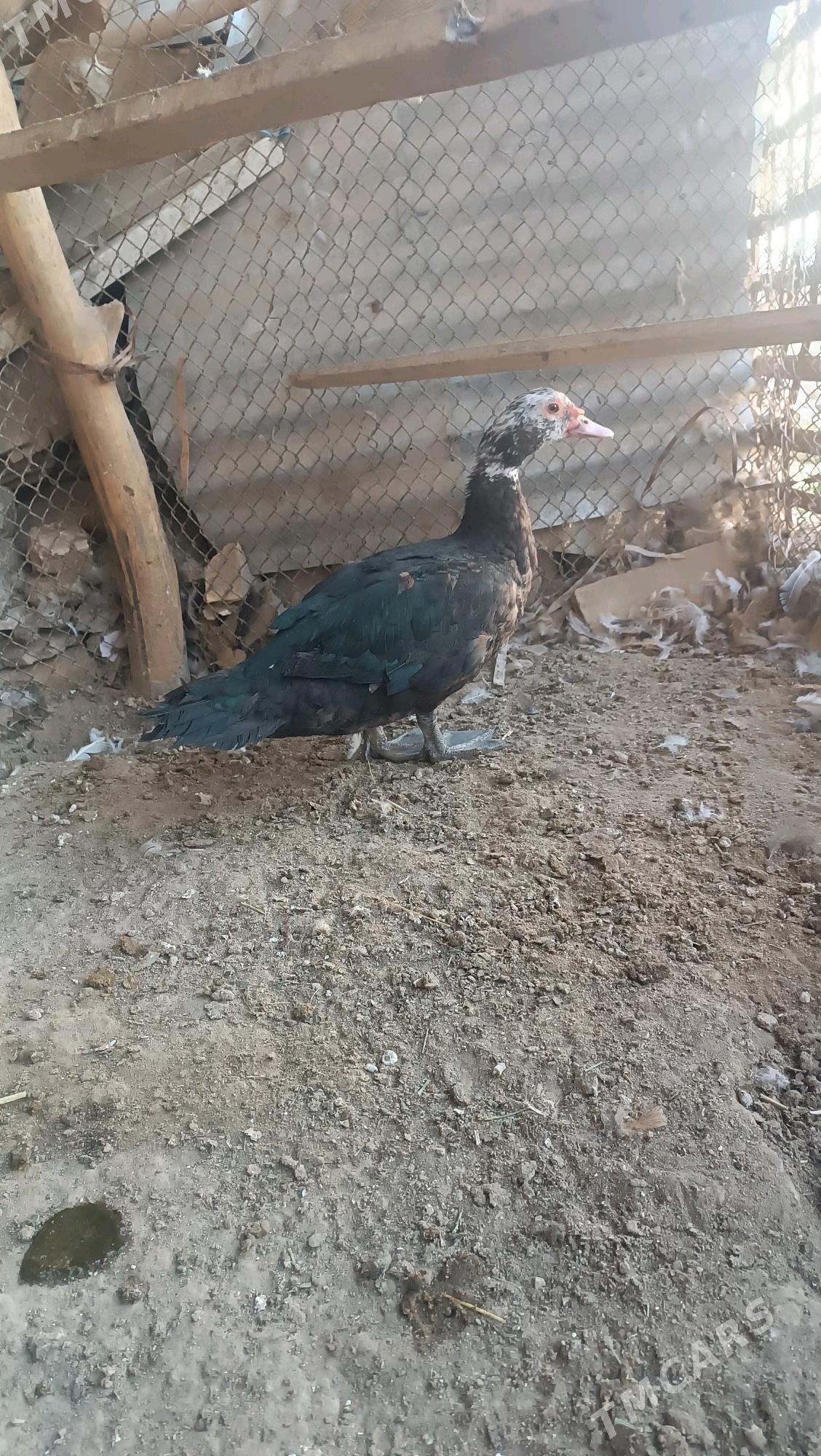 Indawutga - Мары - img 1