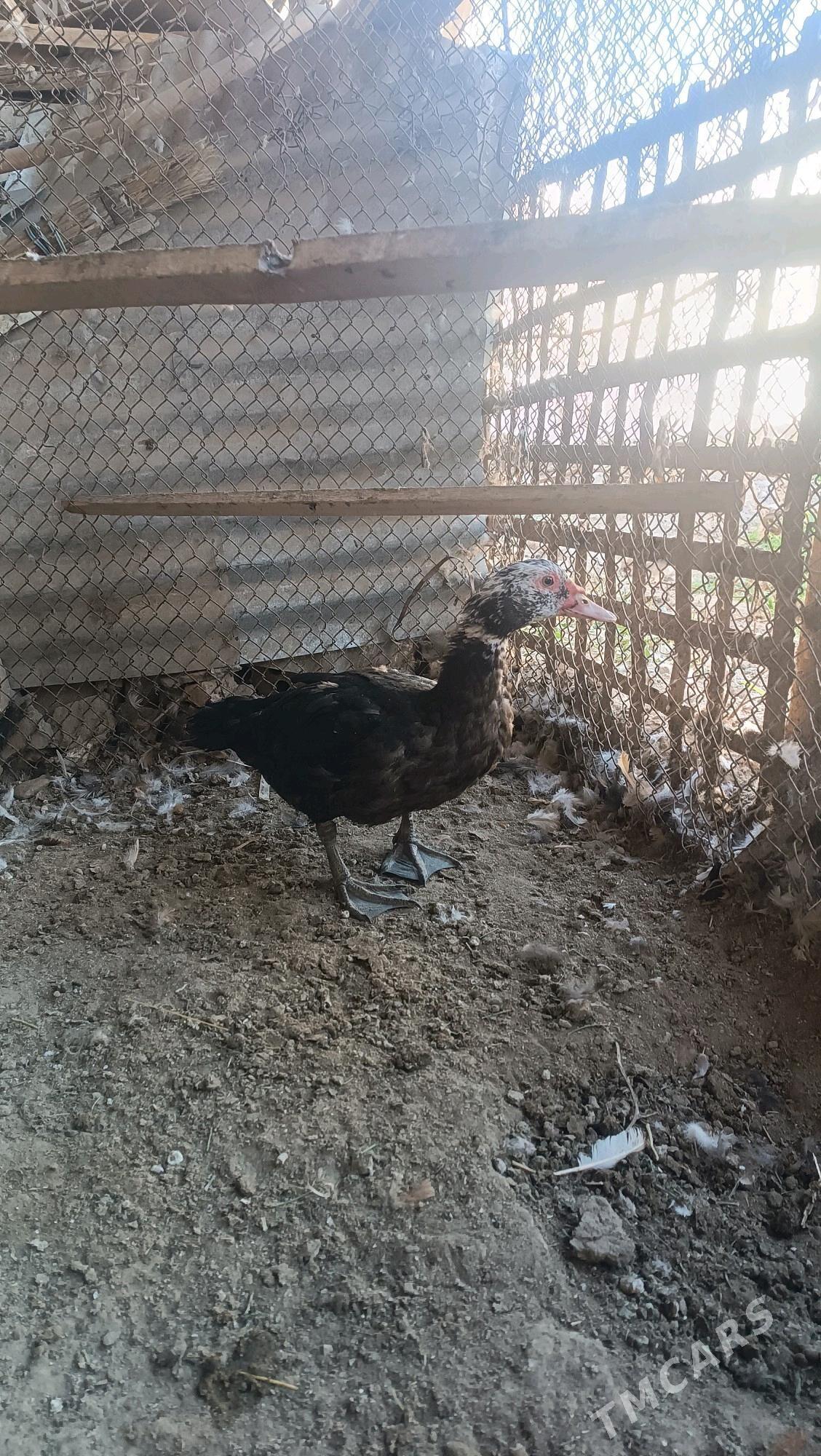 Indawutga - Mary - img 2