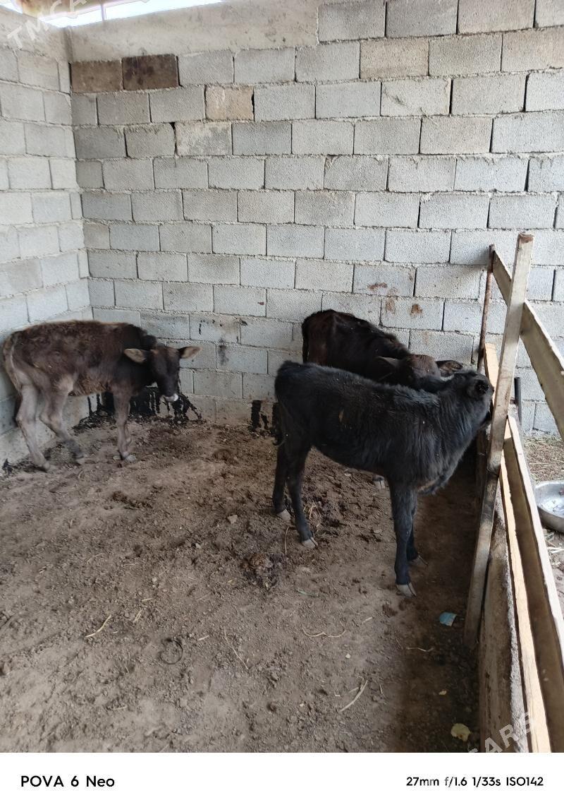 tuwe - Херрикгала - img 2