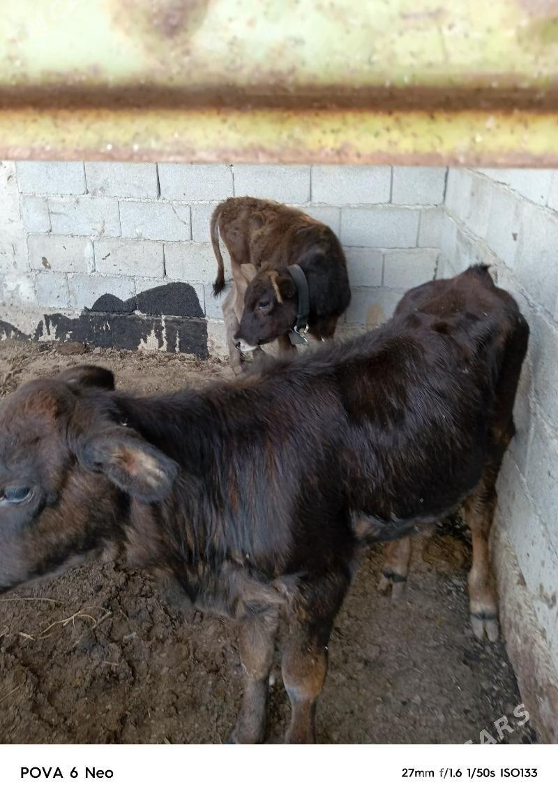 tuwe - Херрикгала - img 1