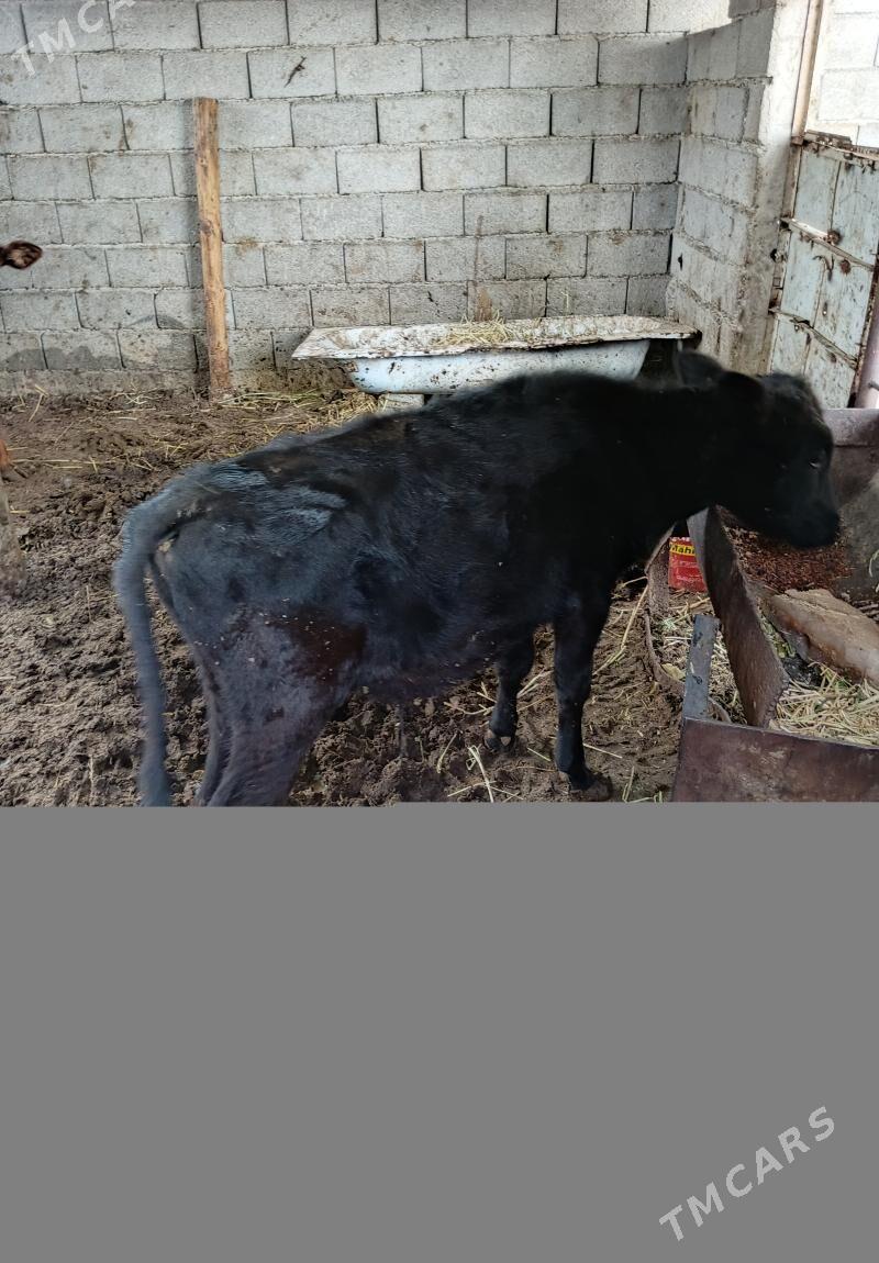 tuwe - Херрикгала - img 4