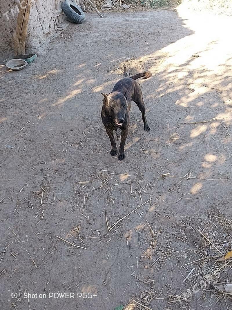 Pidbul - Шабатский этрап - img 3