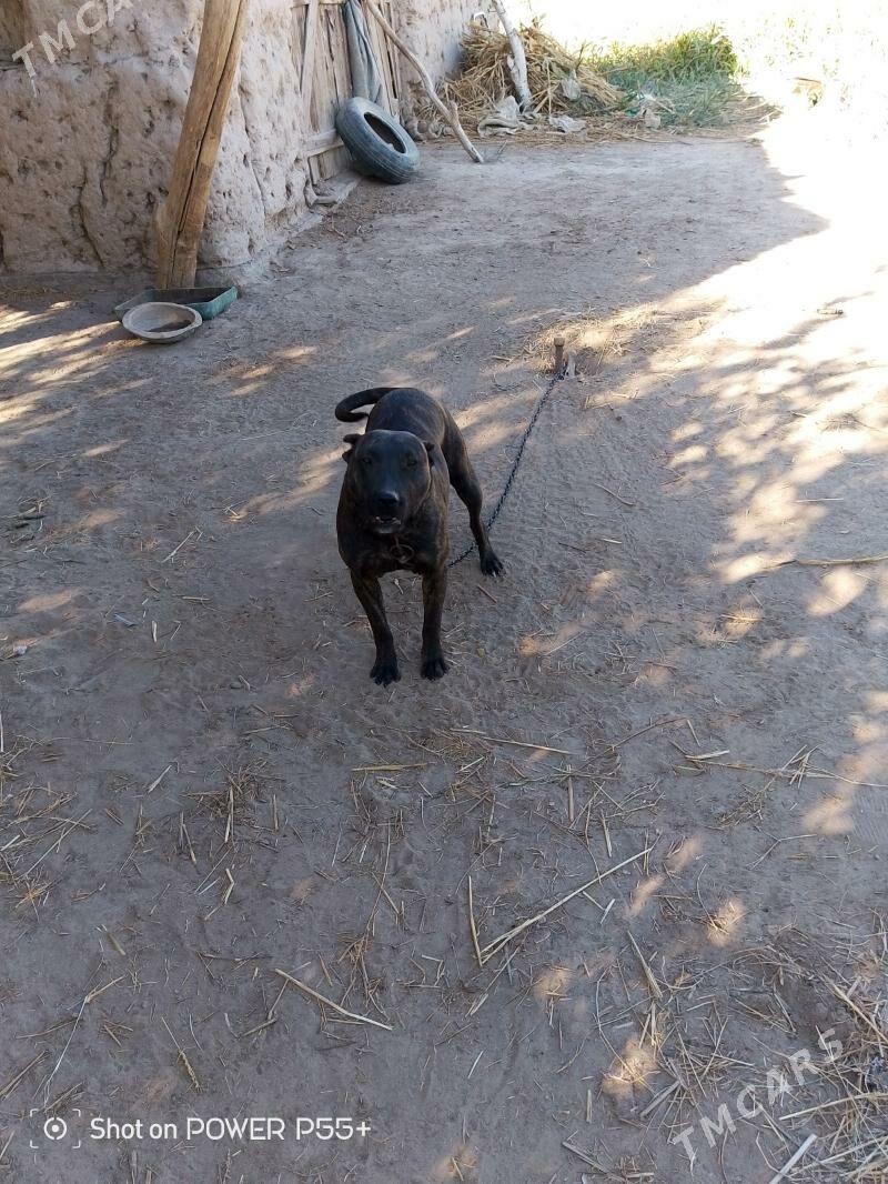 Pidbul - Шабатский этрап - img 5