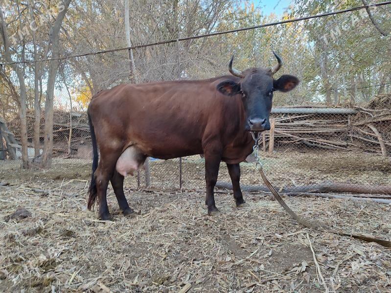 GOLELİ SYGYR - Baýramaly - img 1