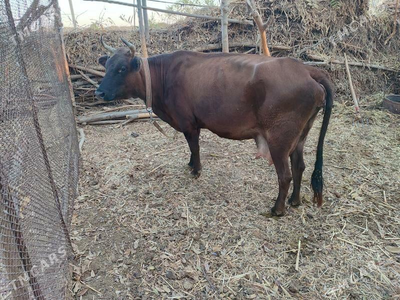 GOLELİ SYGYR - Baýramaly - img 3