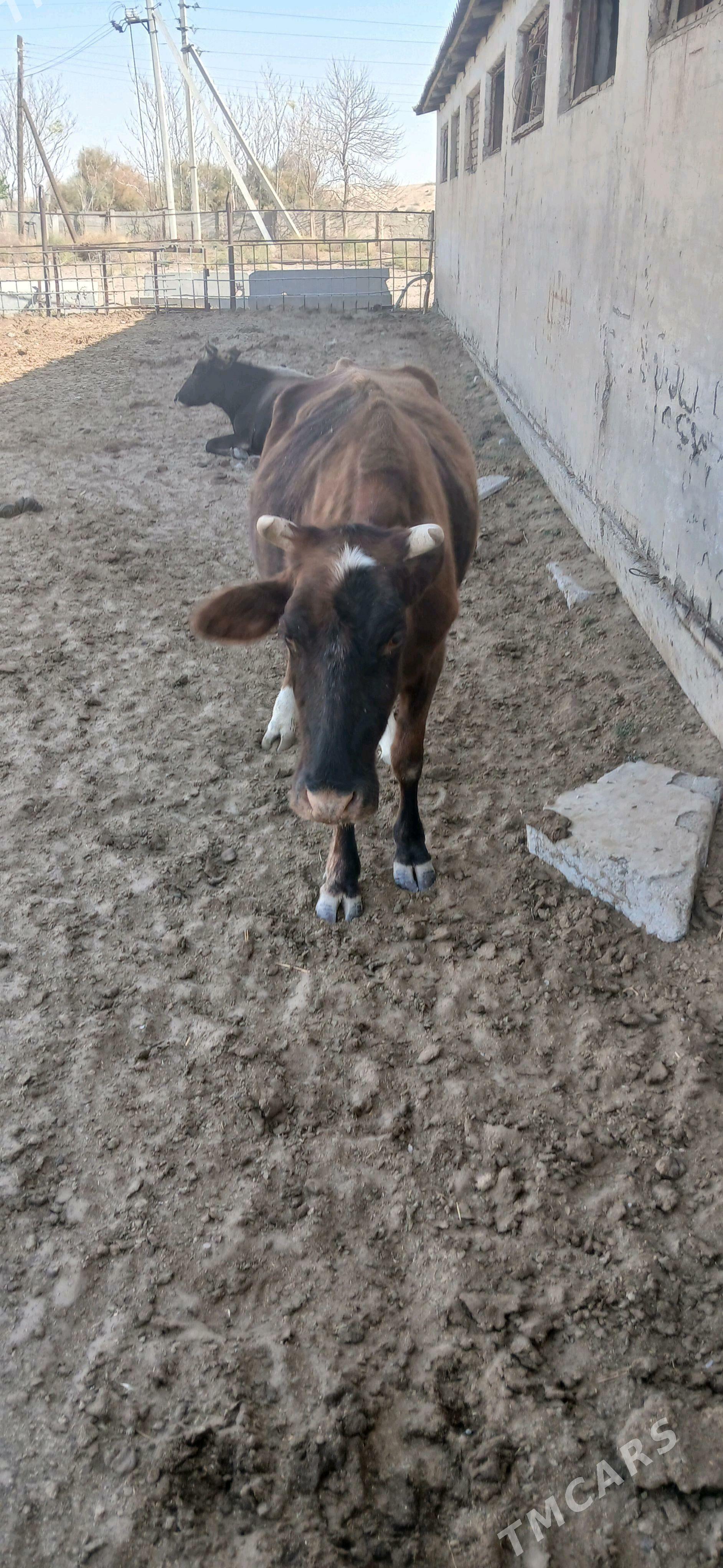 bogaz sygyr - Gökdepe - img 2