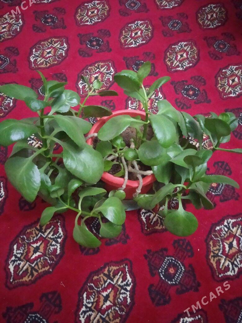 Домашний  цветок. - Ашхабад - img 1