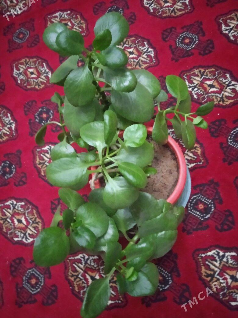 Домашний  цветок. - Ашхабад - img 2