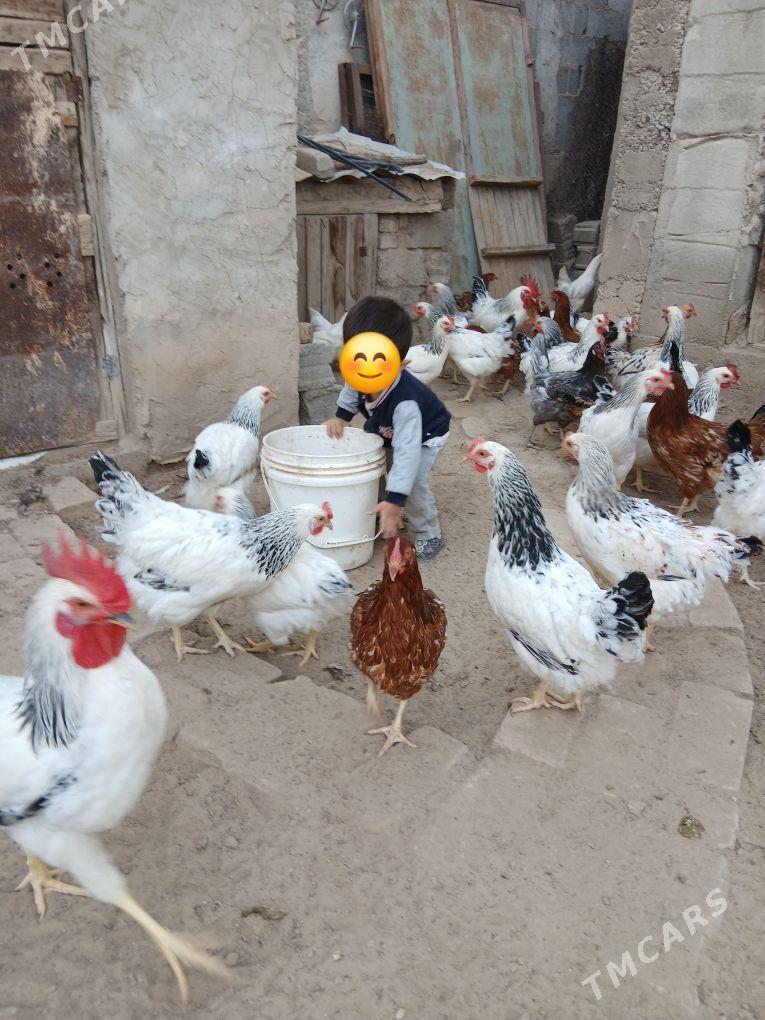 towuk - Herrikgala - img 2