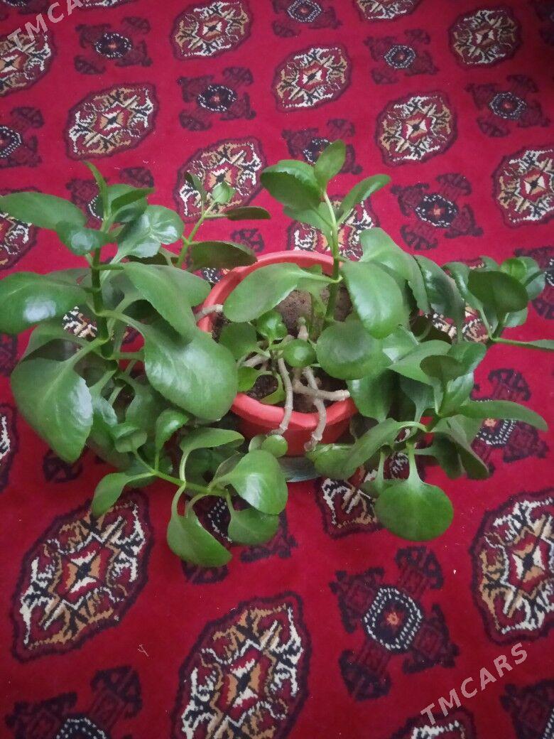 Домашний  цветок. - Ашхабад - img 4