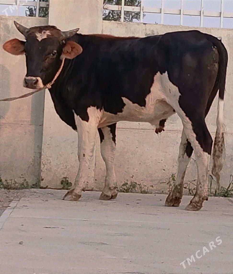 BAKYLAN ÖKÜZ - Гёкдепе - img 3