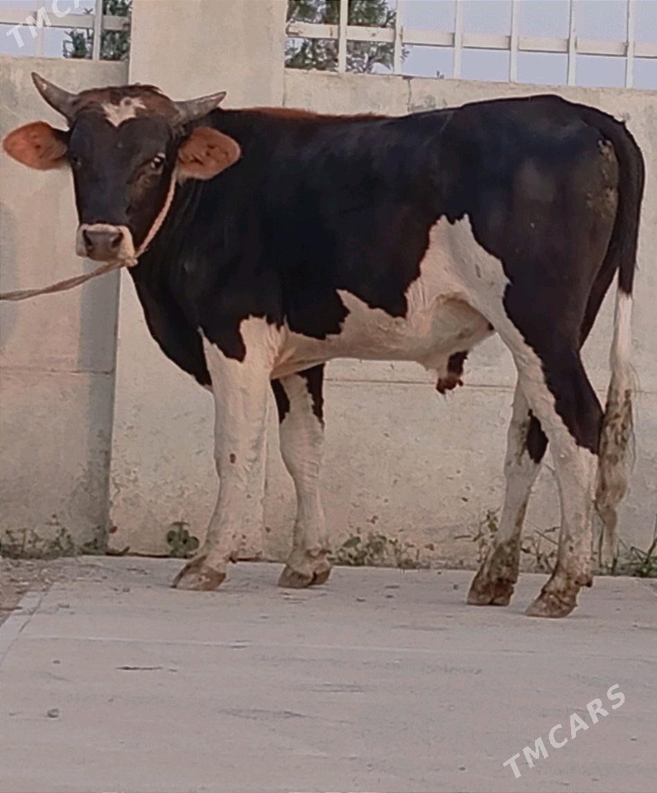 BAKYLAN ÖKÜZ - Гёкдепе - img 2