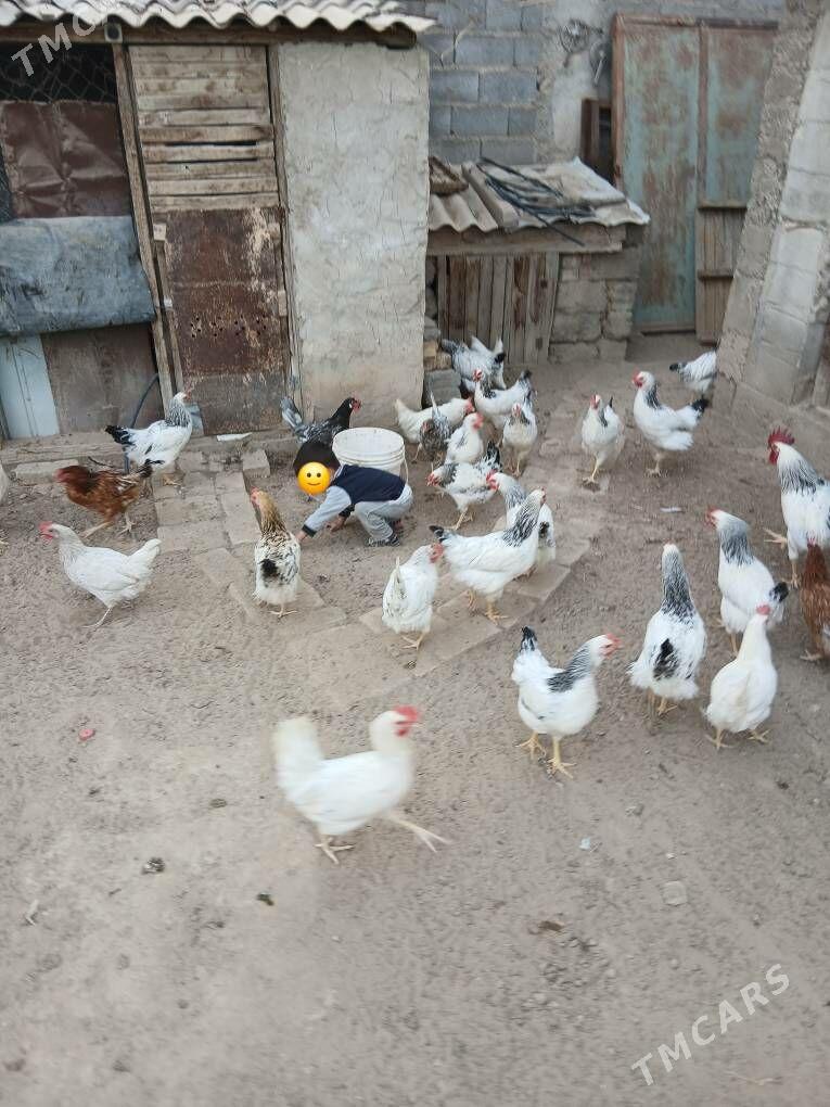 towuk - Herrikgala - img 3