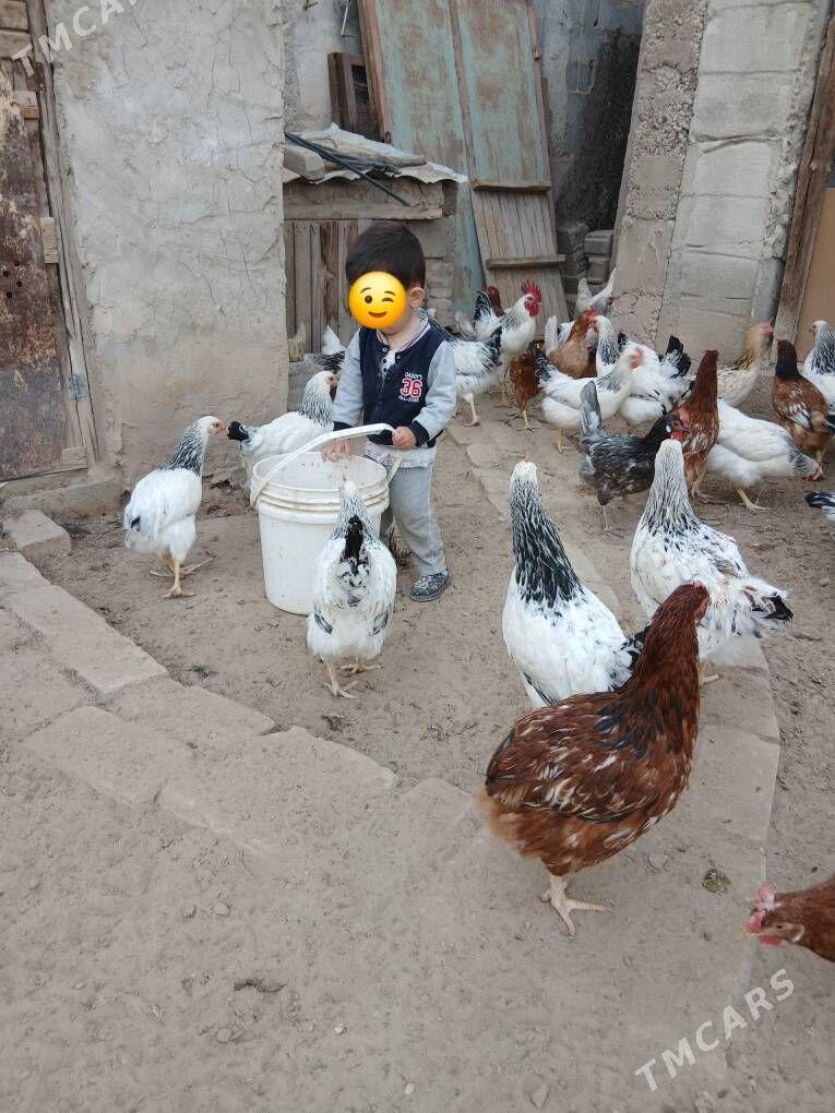 towuk - Херрикгала - img 1