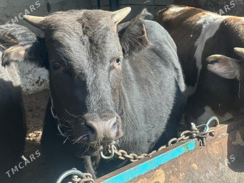 şwes öküz - Чоганлы - img 6