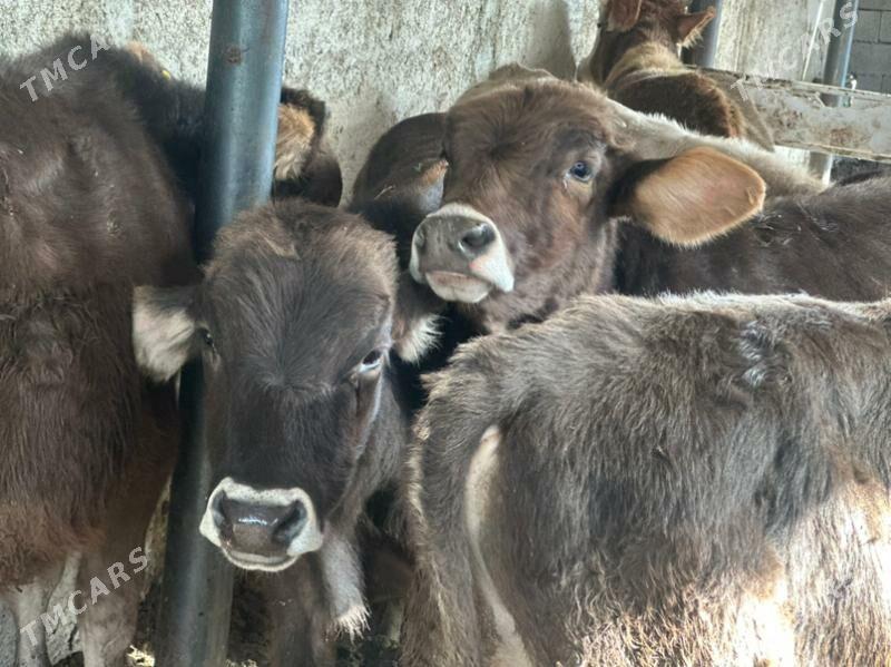 şwes öküz - Чоганлы - img 3