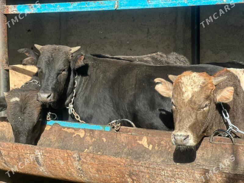 şwes öküz - Чоганлы - img 7