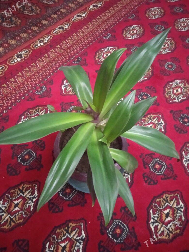 Домашний  цветок. - Aşgabat - img 1