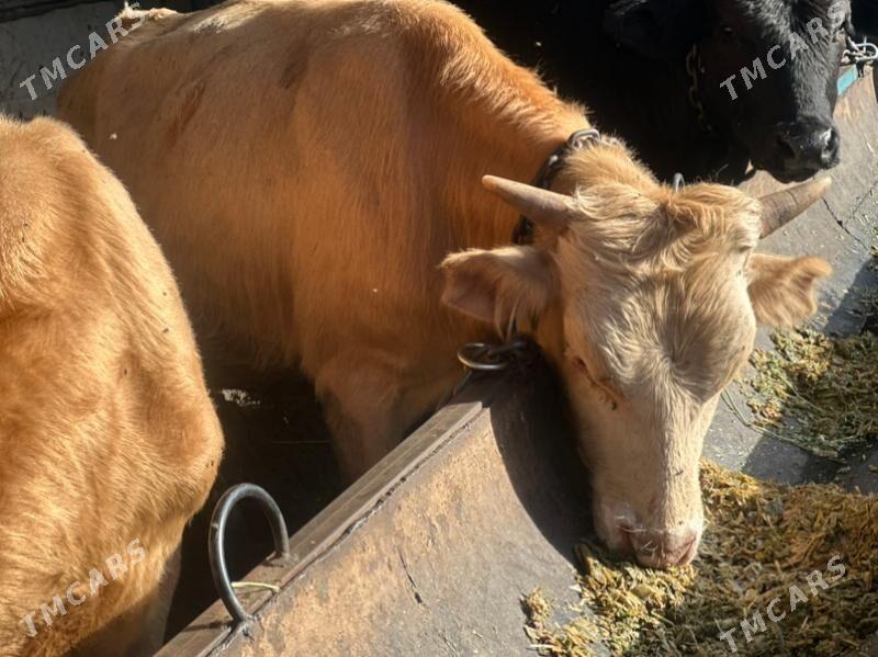 şwes öküz - Чоганлы - img 5