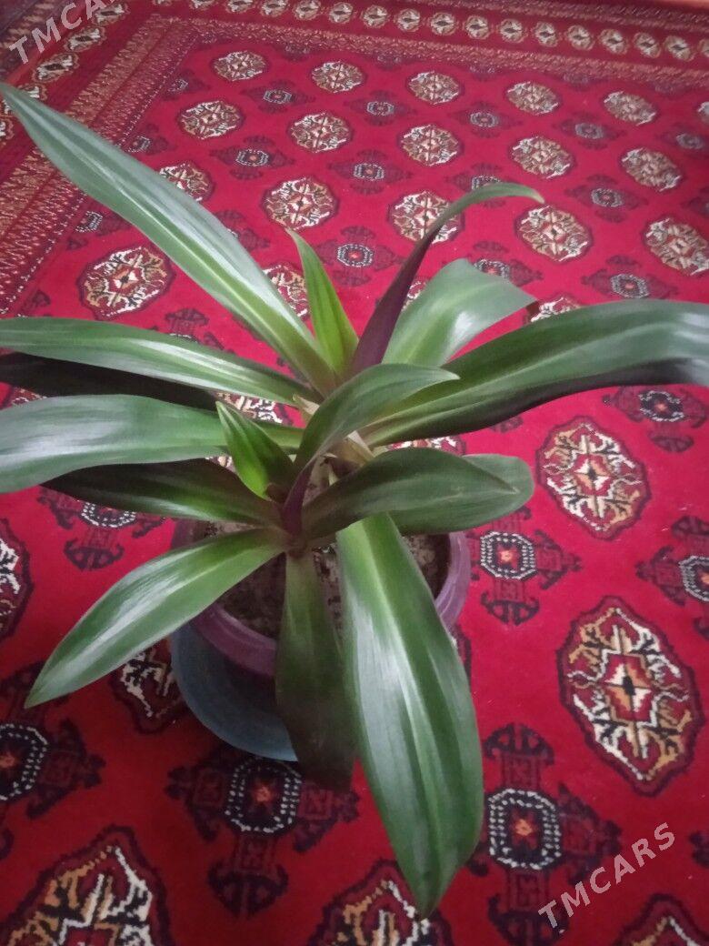 Домашний  цветок. - Ашхабад - img 4