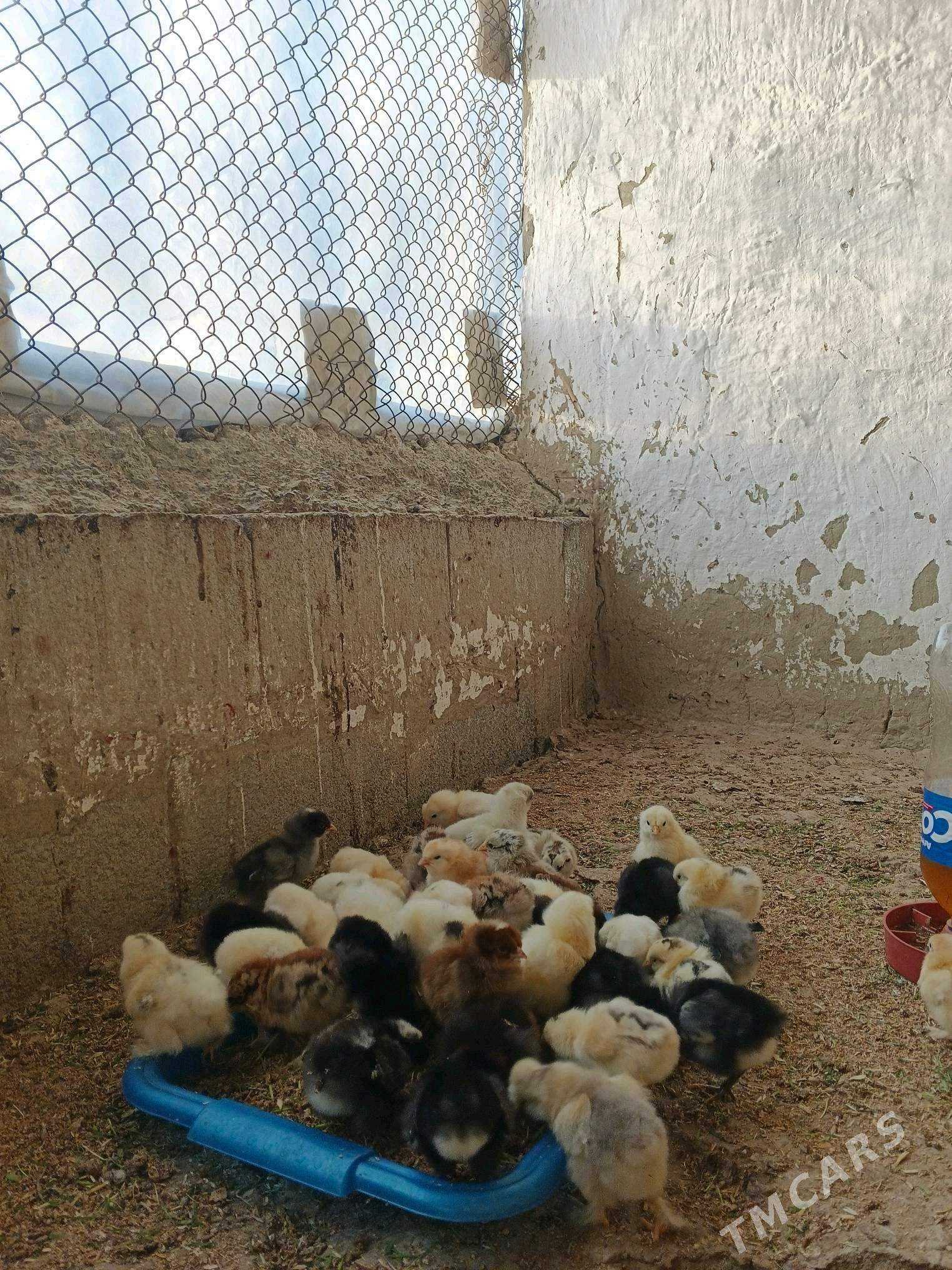 Towuk jüyje - Bäherden - img 4