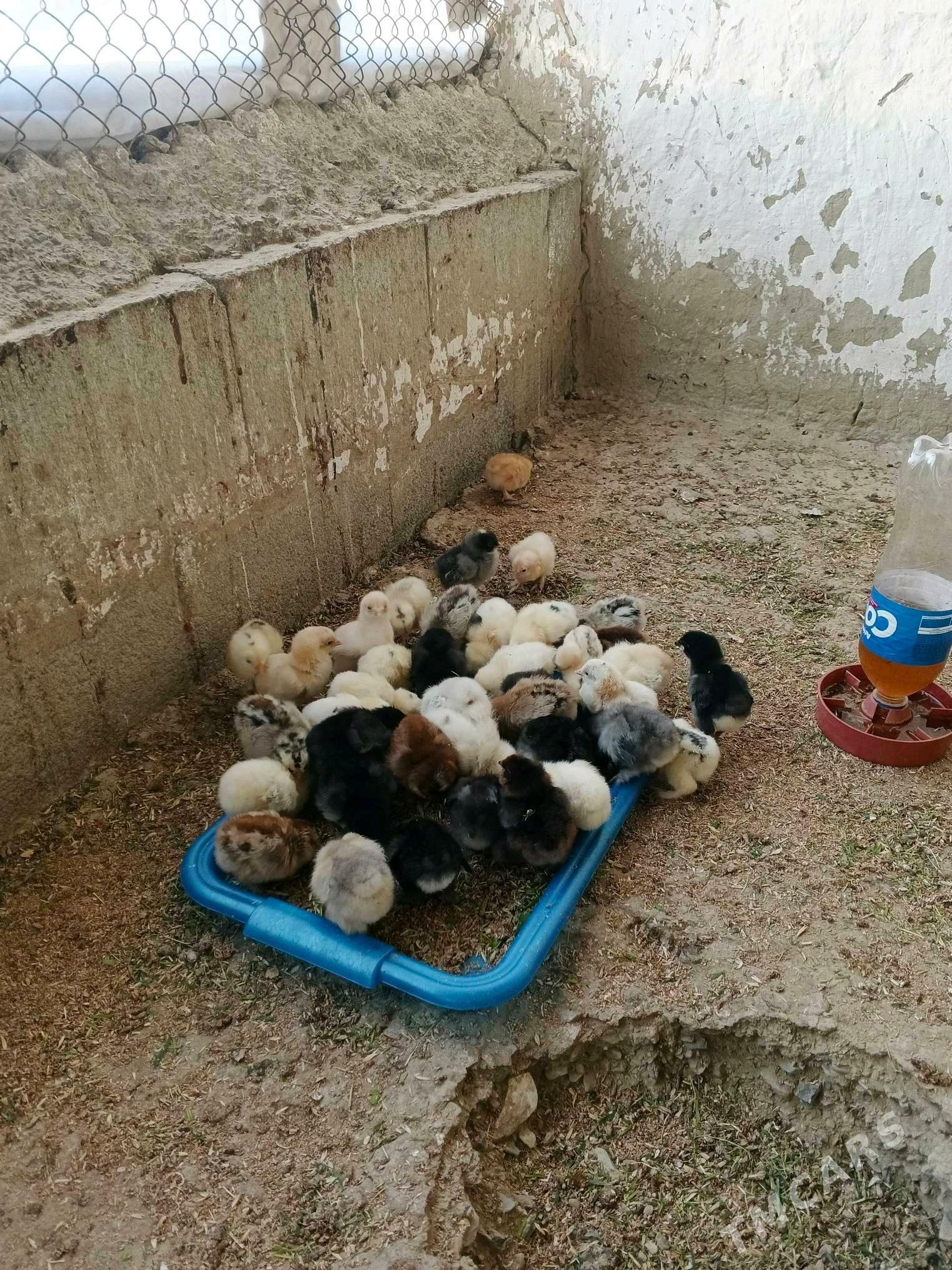 Towuk jüyje - Bäherden - img 6