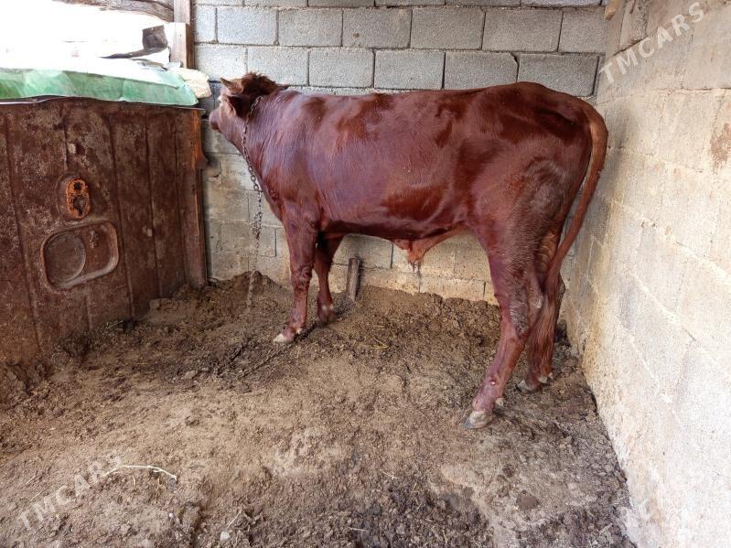 okuz - Büzmeýin - img 2