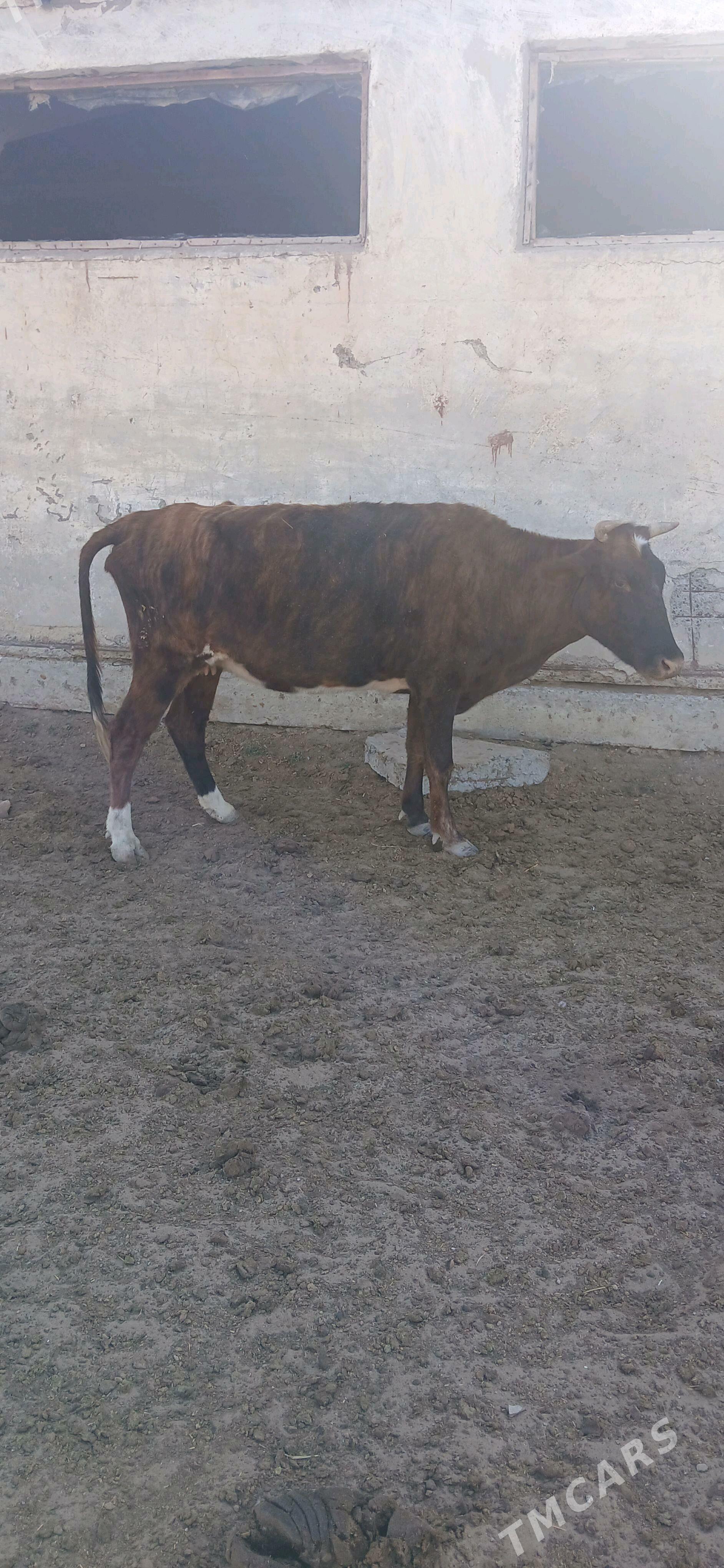 bogaz sygyr - Gökdepe - img 3