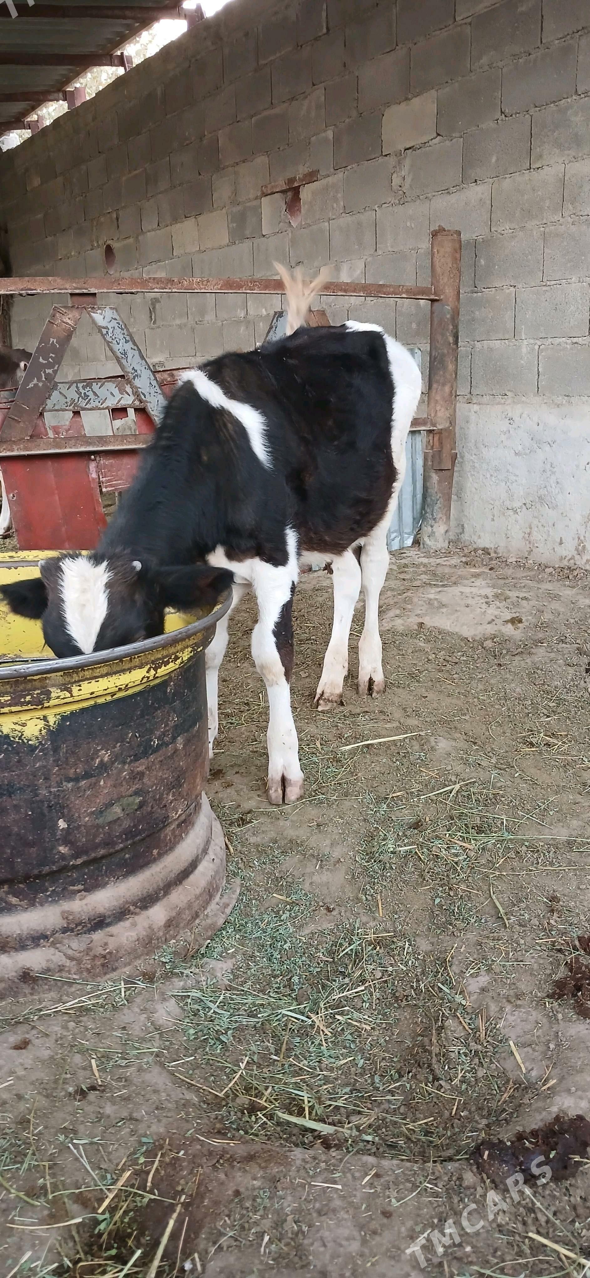 öküz - Bäherden - img 3