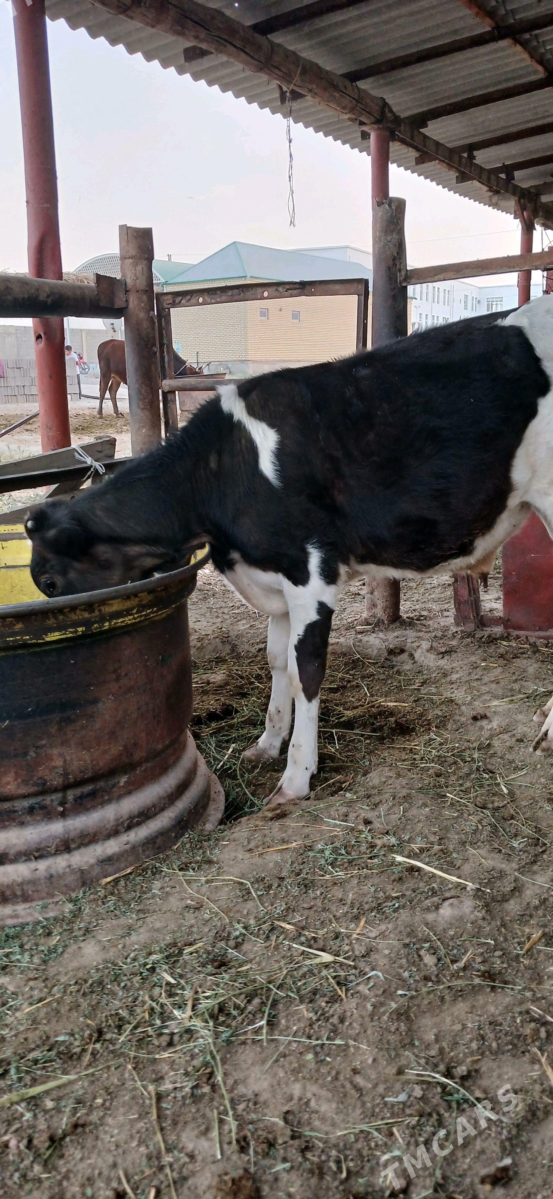 öküz - Bäherden - img 2