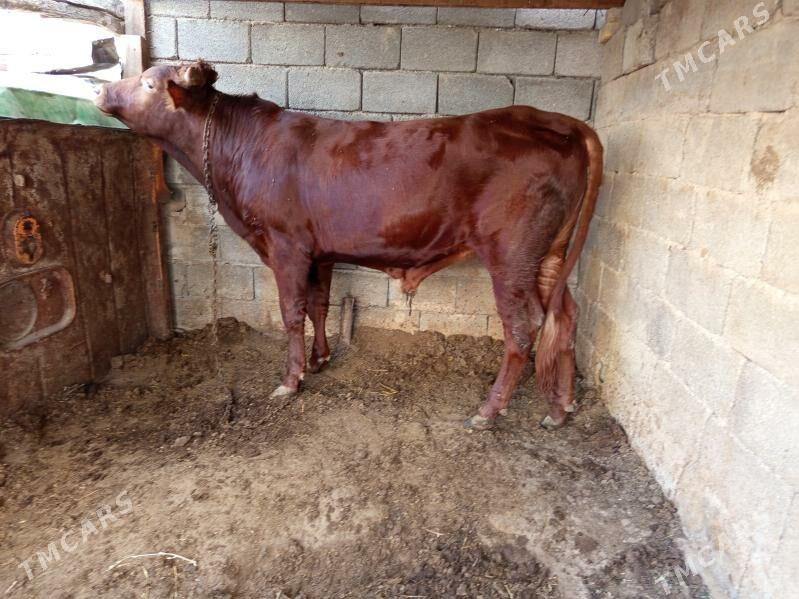 okuz - Büzmeýin - img 7