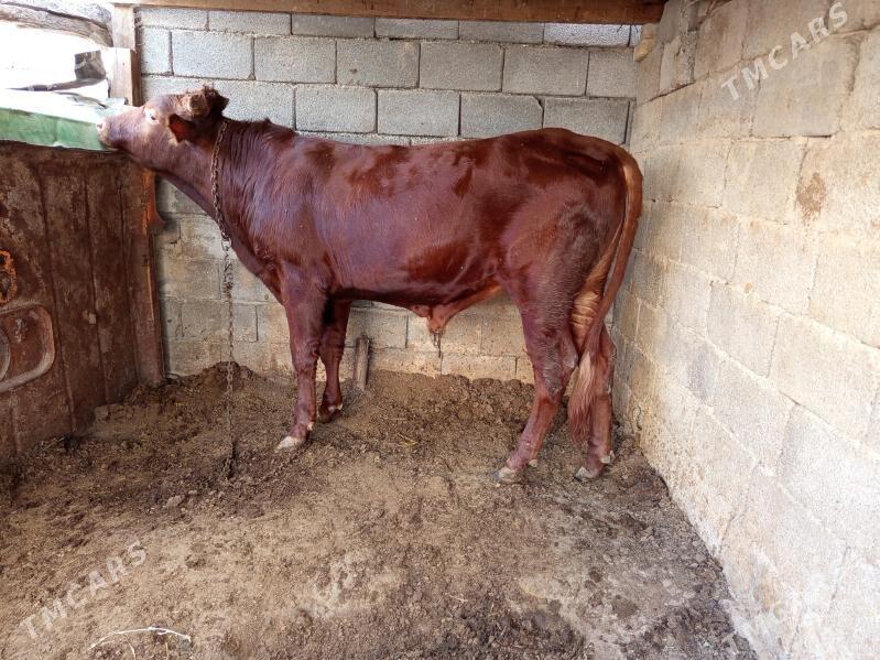 okuz - Büzmeýin - img 8