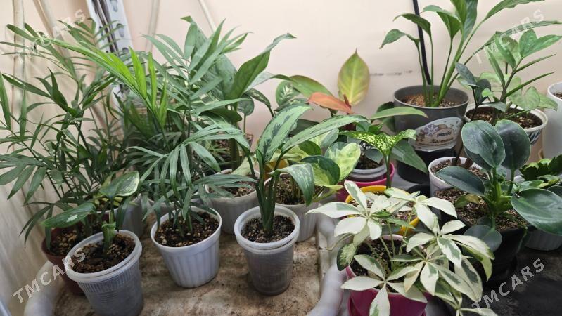 РАСПРОДАЖА КОМНАТНЫХ РАСТЕНИЙ - Aşgabat - img 3