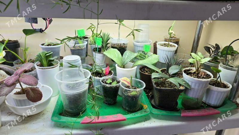 РАСПРОДАЖА КОМНАТНЫХ РАСТЕНИЙ - Aşgabat - img 9