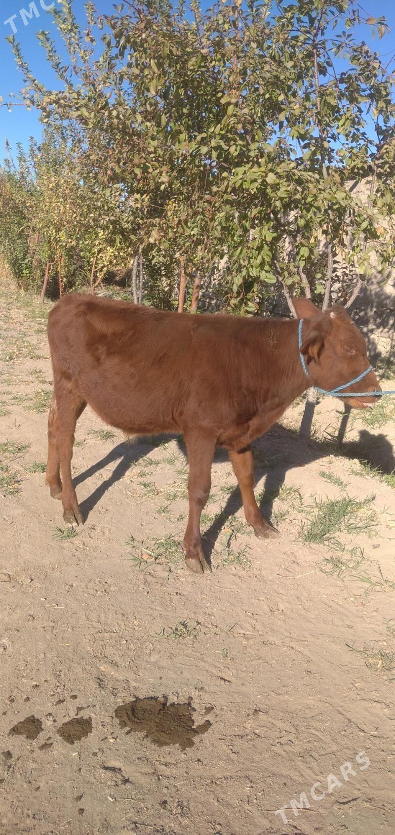 2 sany öküz - Чарджоу - img 5