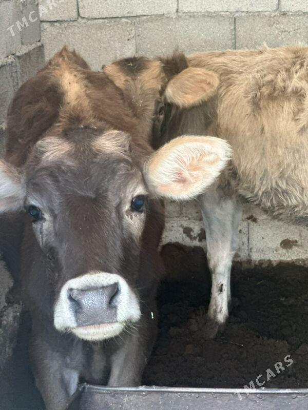 tüwe - Çoganly - img 2